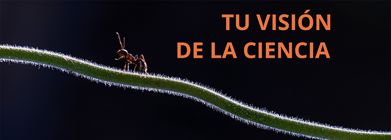 Fondo